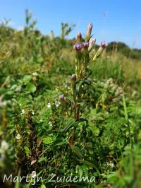 Slanke gentiaan [Gentianella amarella]